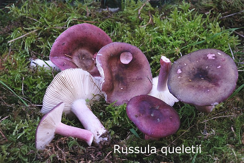 Russula queletii-amf1671.jpg - Russula queletii ; Syn: Russula drimeia var.queletii ; Nom français: Russule de Quélet
